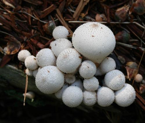 Champiñón-hongo. ¿Es comestible?