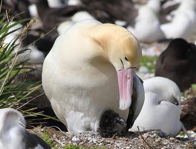 ¿Dónde vive el albatros blanco en la naturaleza? Descripción y fotos de aves