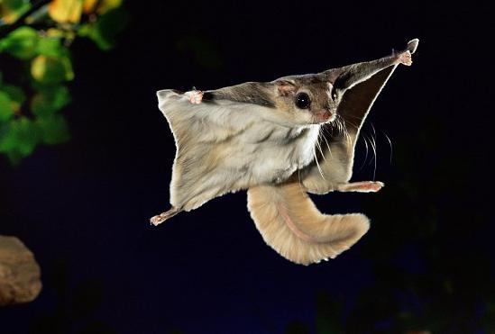 Ardilla-mosca, hechos interesantes