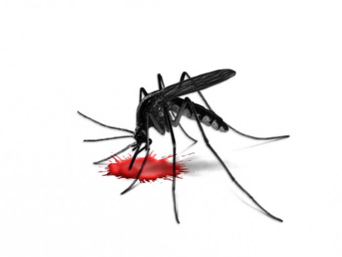 qué se alimenta de los mosquitos machos