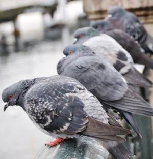 Cómo deshacerse de las palomas en el balcón: consejos