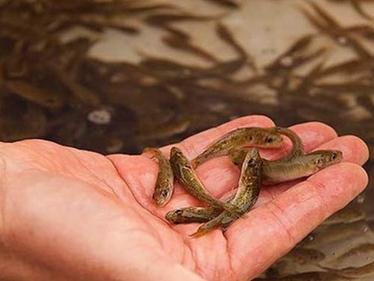 cómo determinar la edad de los peces del río