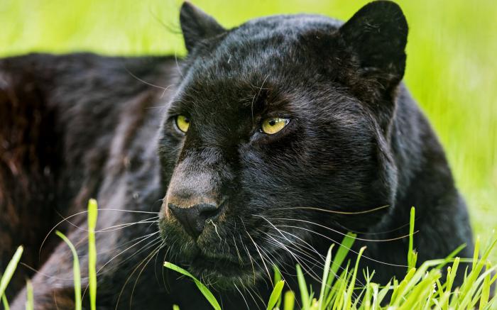 qué animales se encuentran en la zona subtropical húmeda