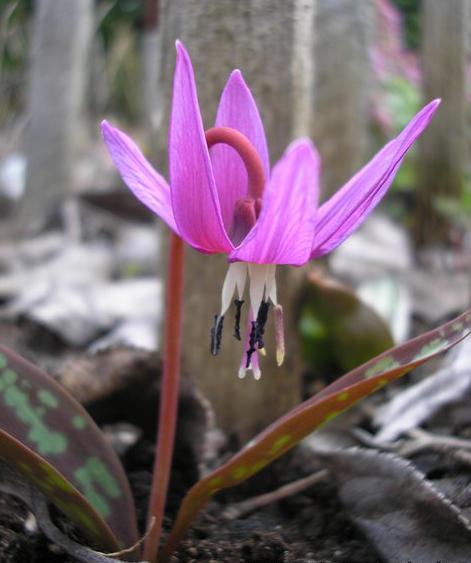 planta Kandyk siberiana