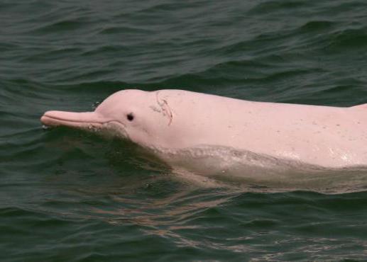 delfín blanco