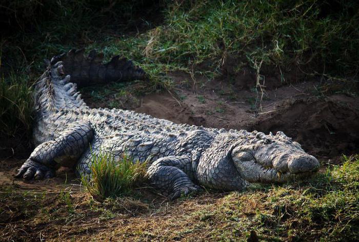 Crocodile Gustav - pesadilla de Burundi