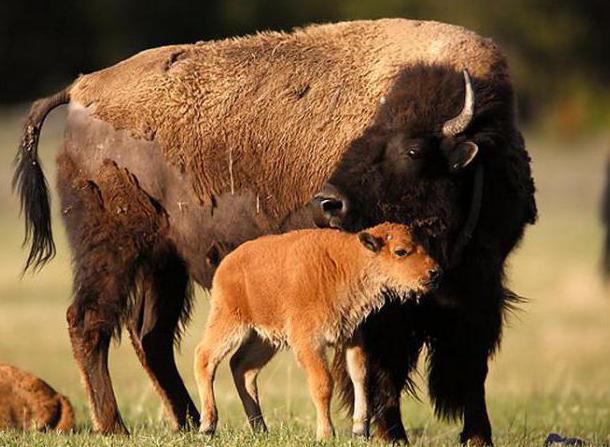 especie incluida en el Libro Rojo de Rusia