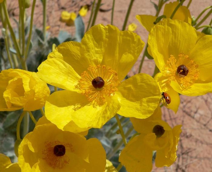 plantas incluidas en el libro rojo