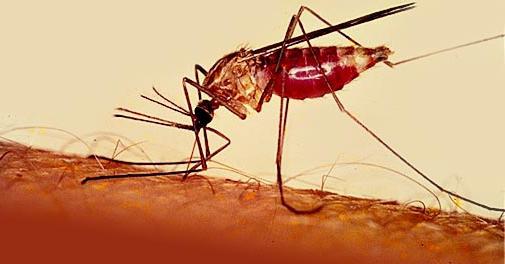 cómo distinguir un mosquito de la malaria