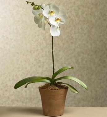 orquídeas phalaenopsis imágenes