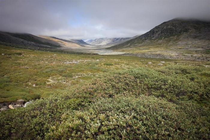 componentes especialmente protegidos de la naturaleza de la tundra