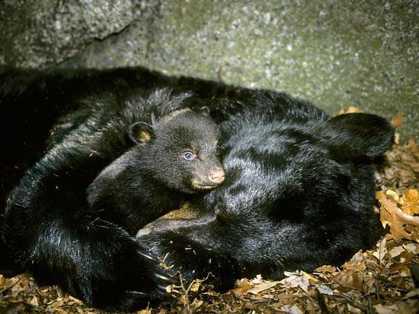 ¿Por qué el oso chupa patas y duerme en el invierno?