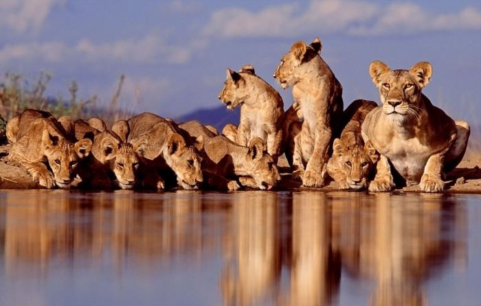 mundo de animales depredadores orgullo leones