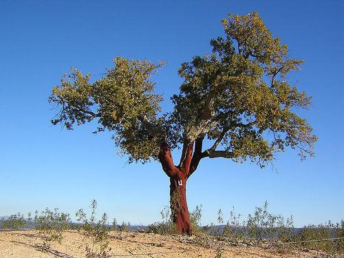 Alcornoque: una vida vegetal única