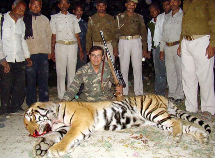 La esperanza de vida de los tigres en la naturaleza. Promedio de esperanza de vida de un tigre