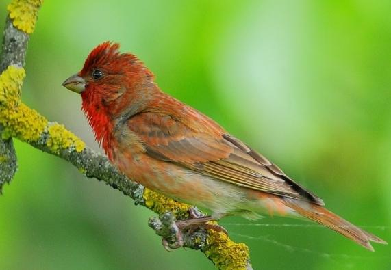 pájaro de lentejas