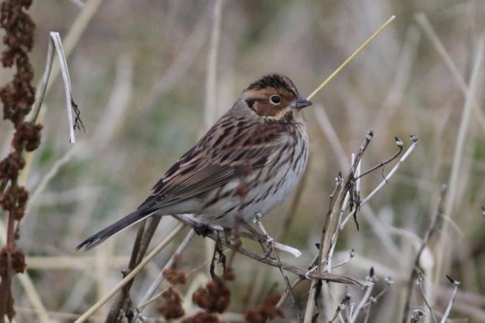 Un pájaro con una cresta en su cabeza: ¿cuál de ellos se encuentra en nuestro país?