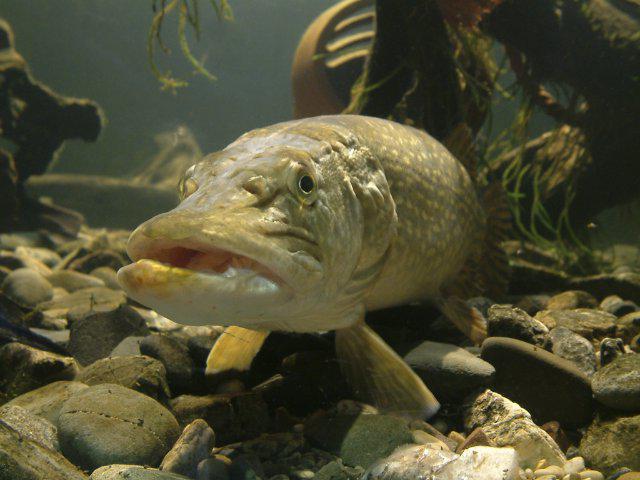 especies de peces marinos