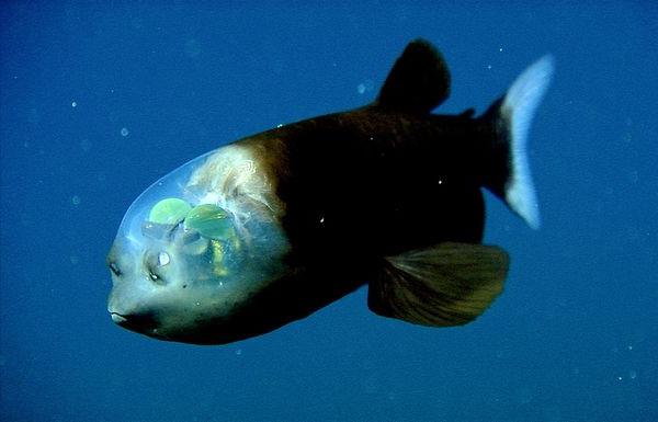  Pescado con una cabeza transparente Foto 