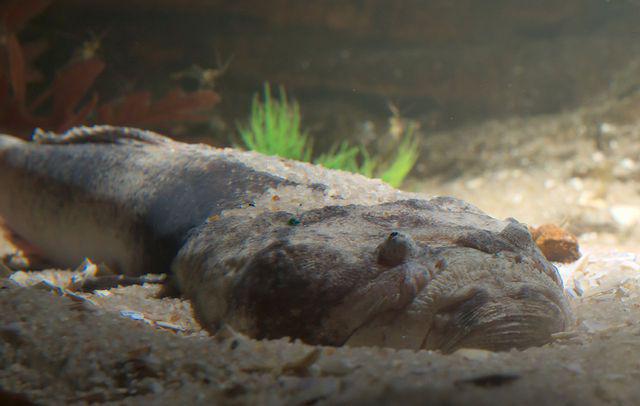 Astrólogo de peces: descripción del depredador y el hábitat