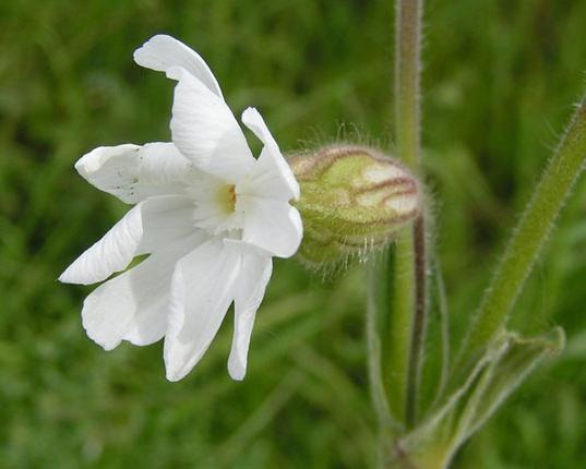 Rusia: el mundo de las plantas. Protección de la flora de Rusia