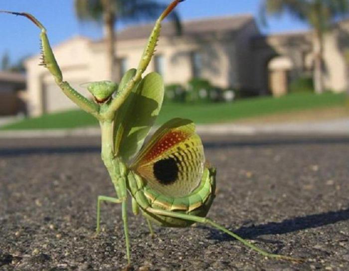 ¿Cuál es el motivo de la invasión de mantis en Moscú?