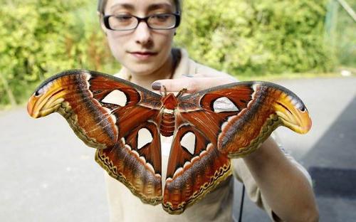 mariposa más grande