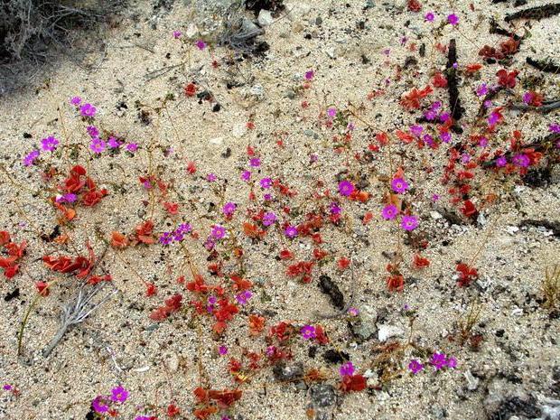 Las flores más bellas del desierto