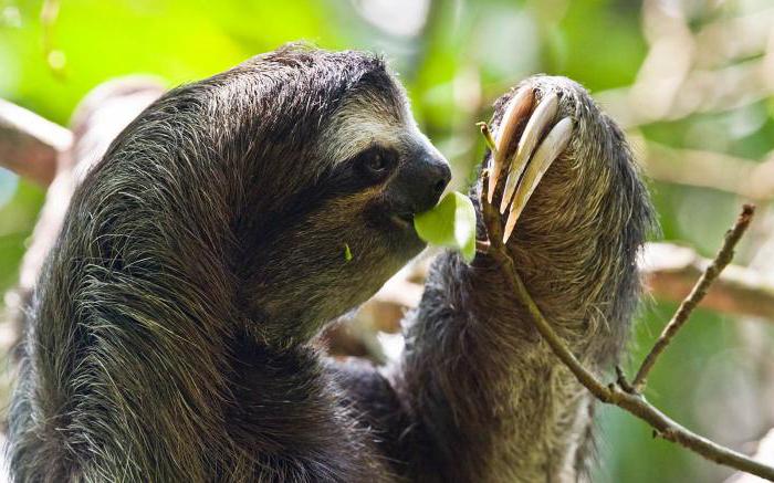 El animal más lento es un perezoso