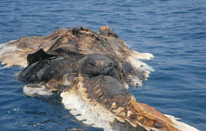 Noticias impactantes: el cadáver de un dinosaurio apareció en el Golfo Pérsico