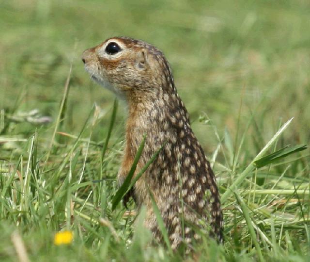 gopher de tierra