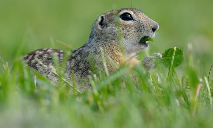 descripción de Gopher