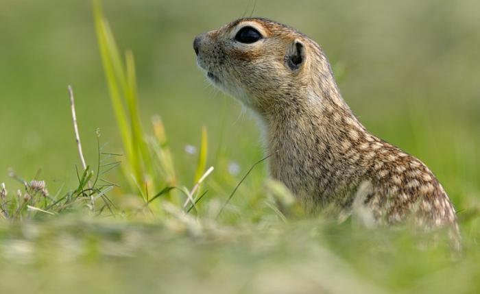 Foto de la ardilla de tierra burlada