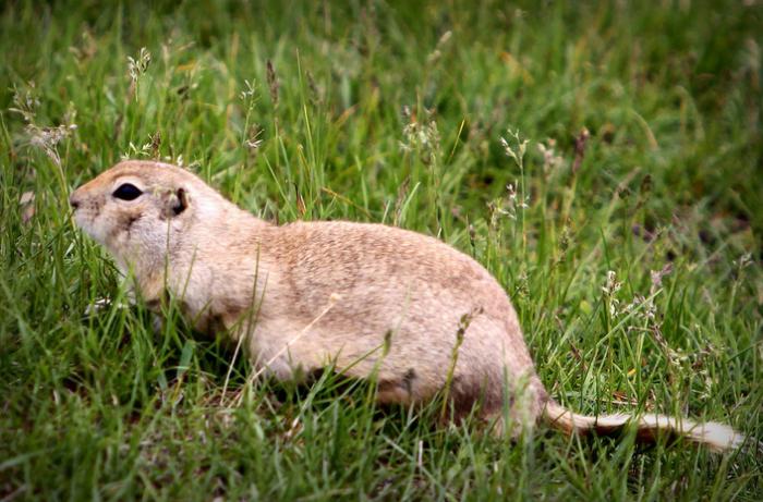 Gopher de la estepa: descripción, fotos y hechos interesantes