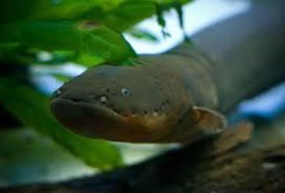 foto eléctrica de la anguila