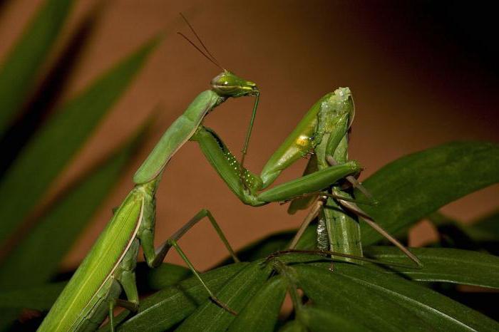 Tipos de mantis: descripción, nombres, características y hechos interesantes