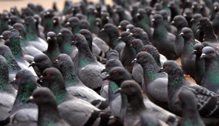 exhibición de palomas