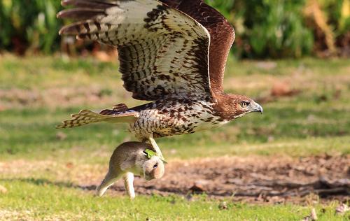 Aspecto y nombre de aves rapaces