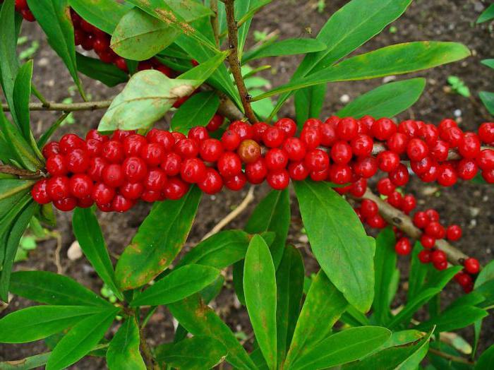 Plantas venenosas de la región de Moscú: nombres y fotos