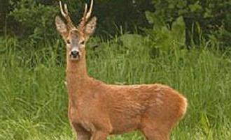 Animales del bosque de hojas anchas