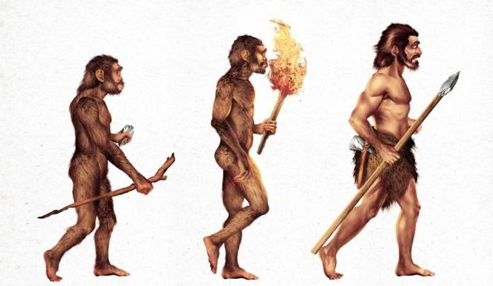 ¿Qué es característico para la evolución humana?