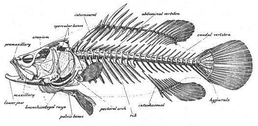 esqueleto de pescado