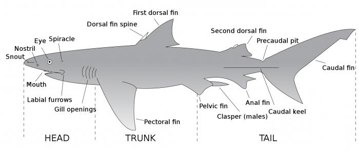 la estructura de los peces cartilaginosos 