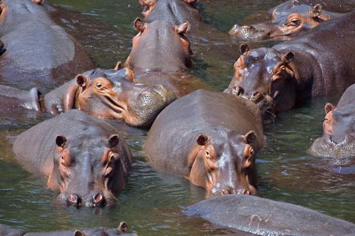 la forma es una unidad elemental de evolución