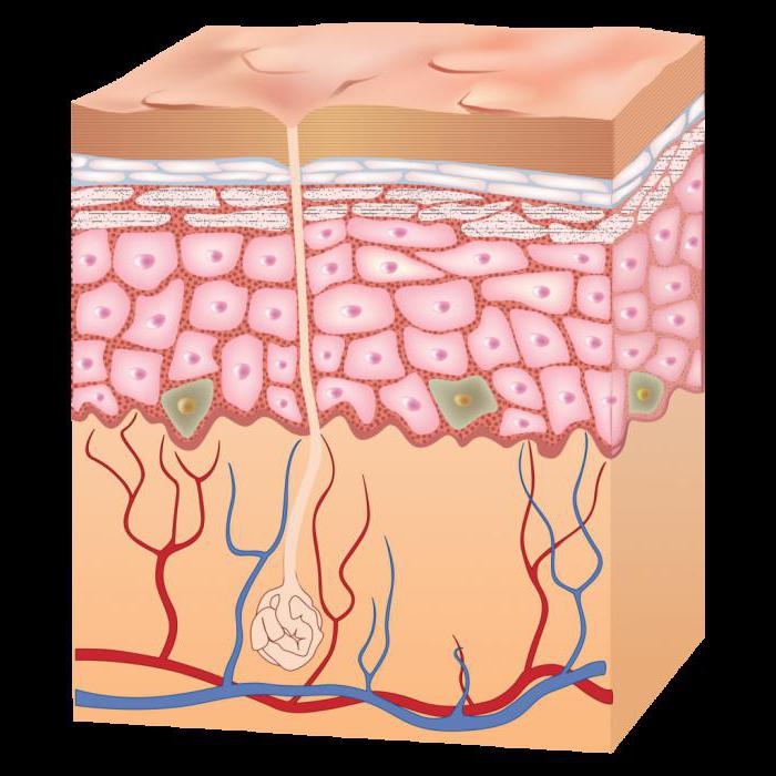 Piel bajo el microscopio: características de la estructura