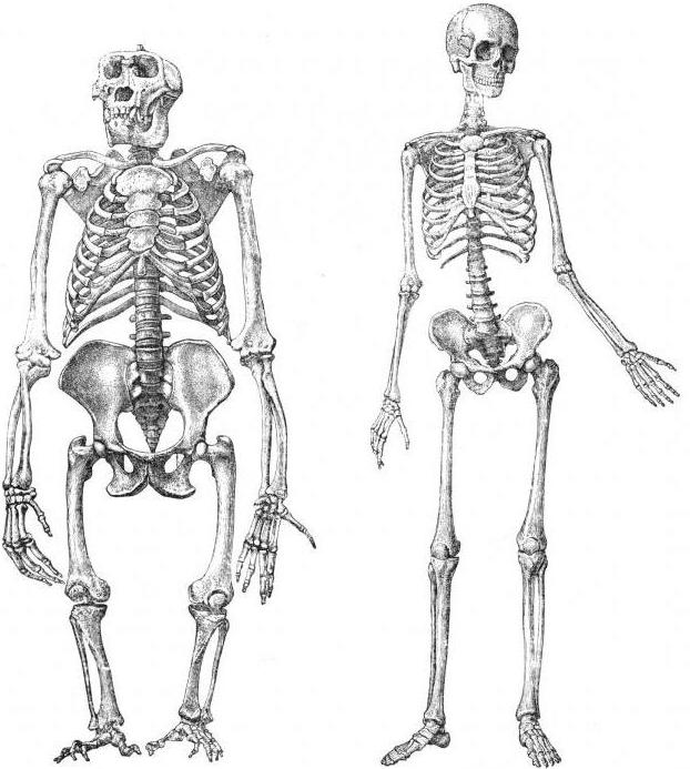 Morfología en biología: el significado del concepto