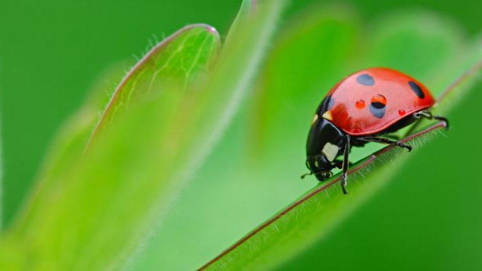 Estructura interna y externa de los insectos