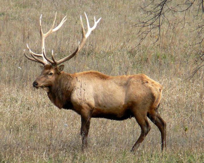 Animales y plantas del río Ob - estudiamos tierra natal