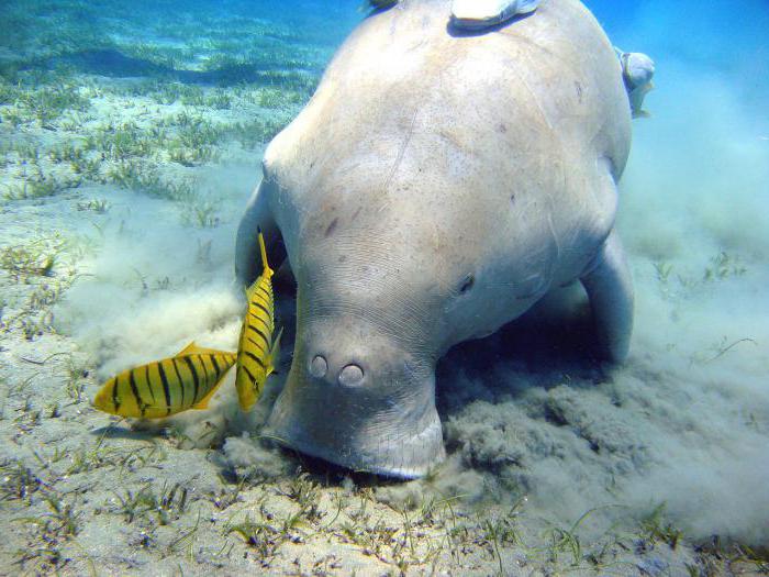 ¿Qué mar en Phuket se encuentra con los turistas?