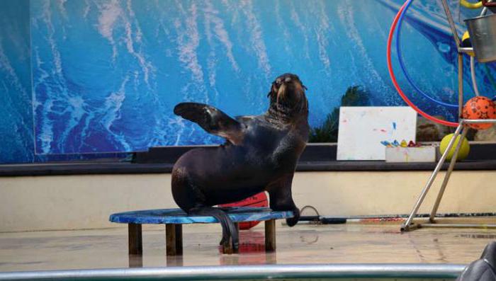 Rostov Dolphinarium está esperando a los invitados!